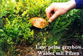 Grzybobranie Pilze sammeln im Wald